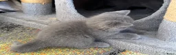 British Shorthair cats for sale: 3 stunning BSH Kittens  - Advert 11