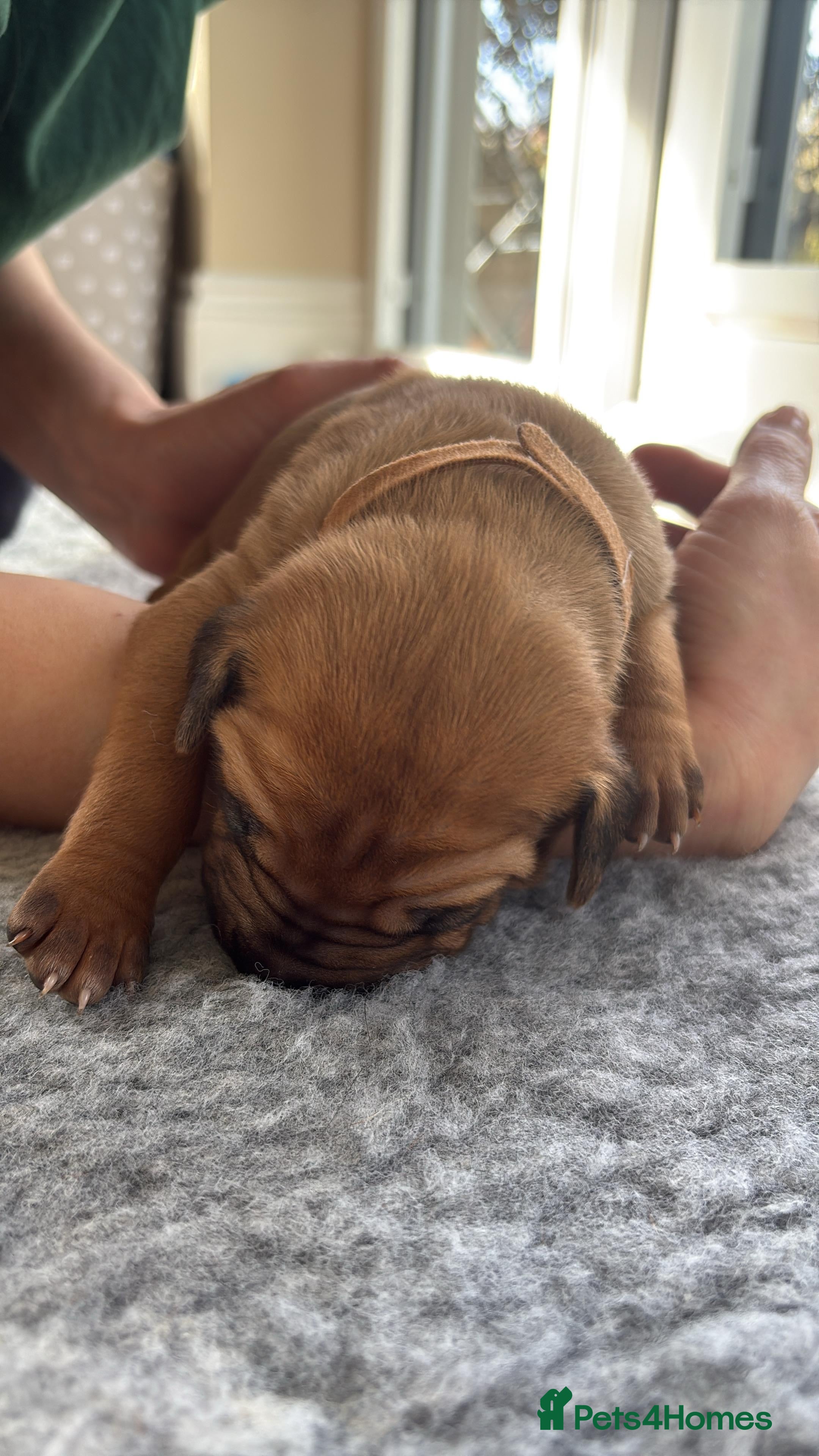 Rhodesian Ridgeback dogs Premium KC Registered Rhodesian Ridgeback Puppies  - Advert 2