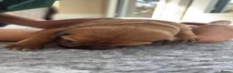 Rhodesian Ridgeback dogs for sale: Premium KC Registered Rhodesian Ridgeback Puppies  - Advert 16