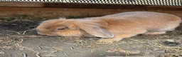 Mixed Breed rabbits for sale: Mini lop and lion head FREE - Advert 7
