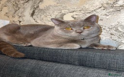 British Shorthair cats for sale: Beautiful 1-Year-Old British Shorthair Cat - Image 1
