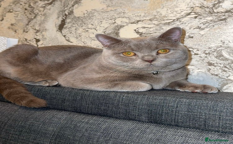 British Shorthair cats - Advert 2