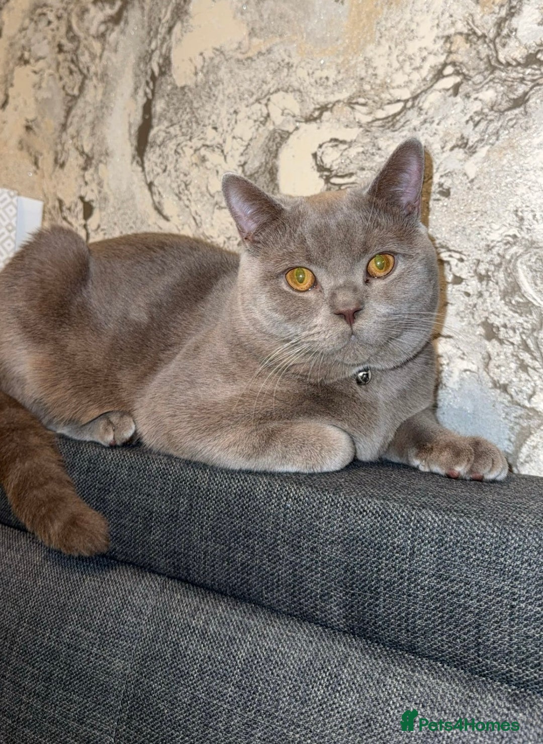 British Shorthair cats for sale: Beautiful 1-Year-Old British Shorthair Cat - Image 1