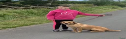 Labrador Retriever dogs for sale: Fox Red Female Labrador  - Advert 2