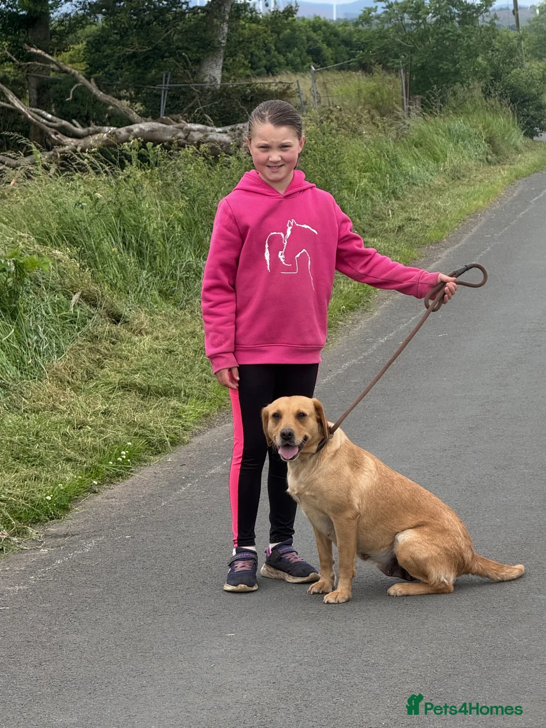 Labrador Retriever dogs for sale: Fox Red Female Labrador  - Advert 2
