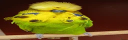 Budgerigars birds for sale: Super Tame Exhibition Budgie - Advert 5