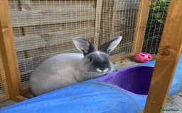 Smoke Pearl rabbits for sale: Smoke Pearl PET rabbit-Ghost - Image 1