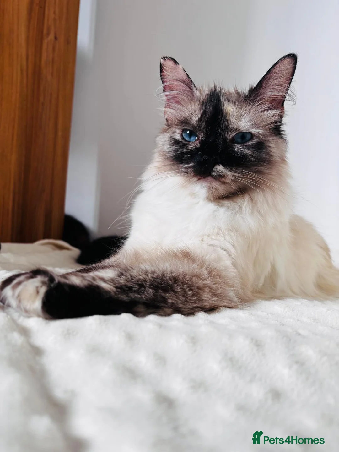Mixed Breed cats for sale: Beautiful Calico (2) Kittens female Bicolour male  - Advert 2