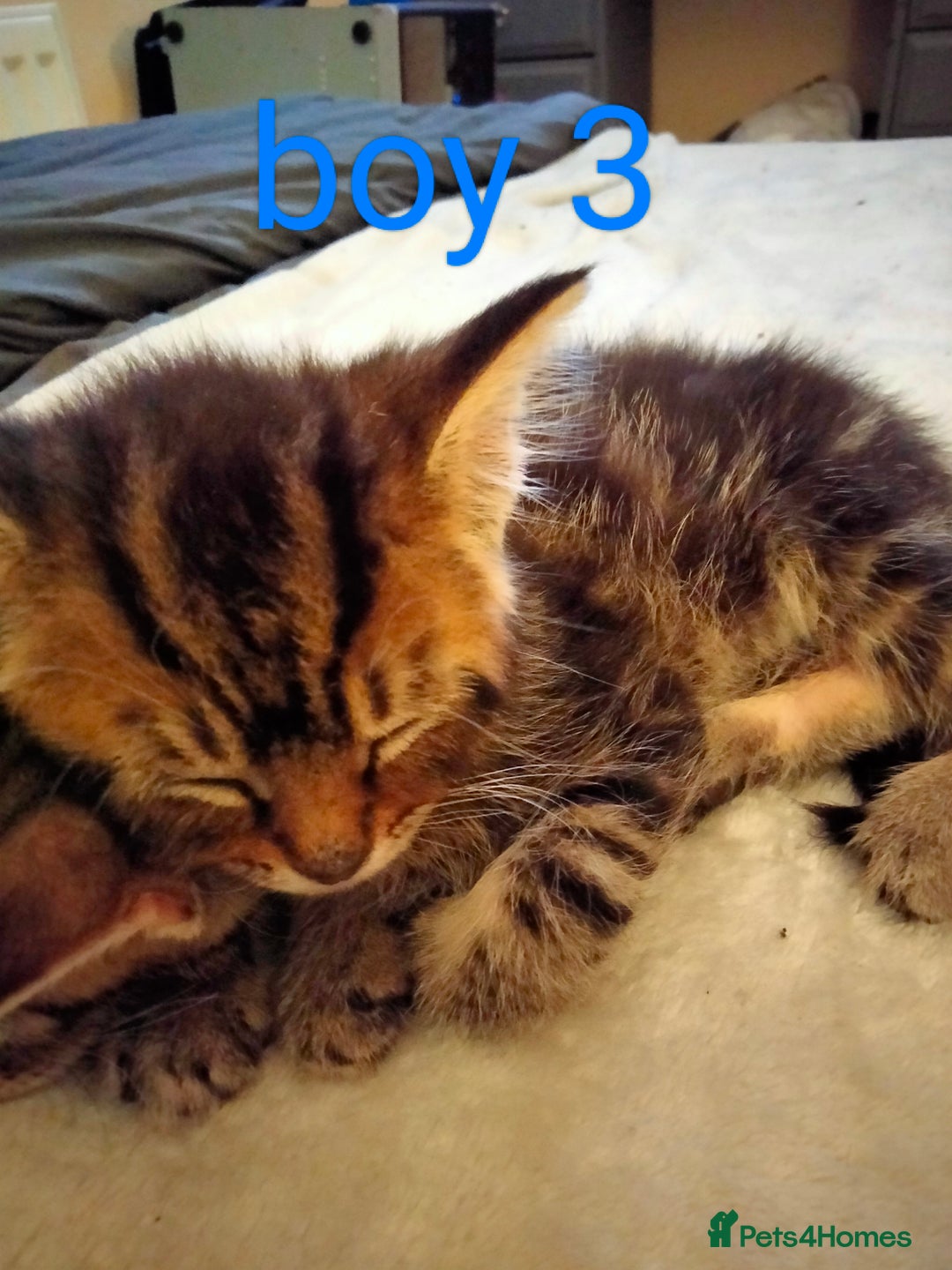 Mixed Breed cats for sale: 6 tabby kittens  - Advert 5