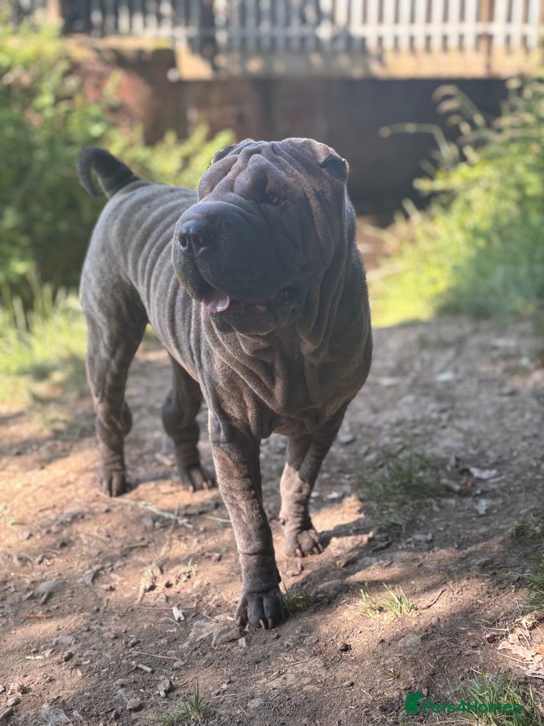 Shar Pei dogs for sale: Shar Pei Puppy 1 - Male Blue Chinese Shar pei  - Image 6