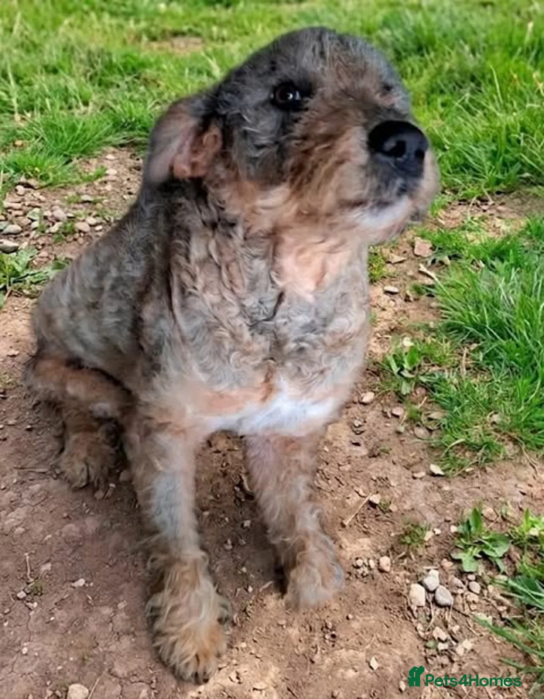 Mixed Breed dogs for adoption: Could You Be Iris’s Happy Ending? - Advert 2
