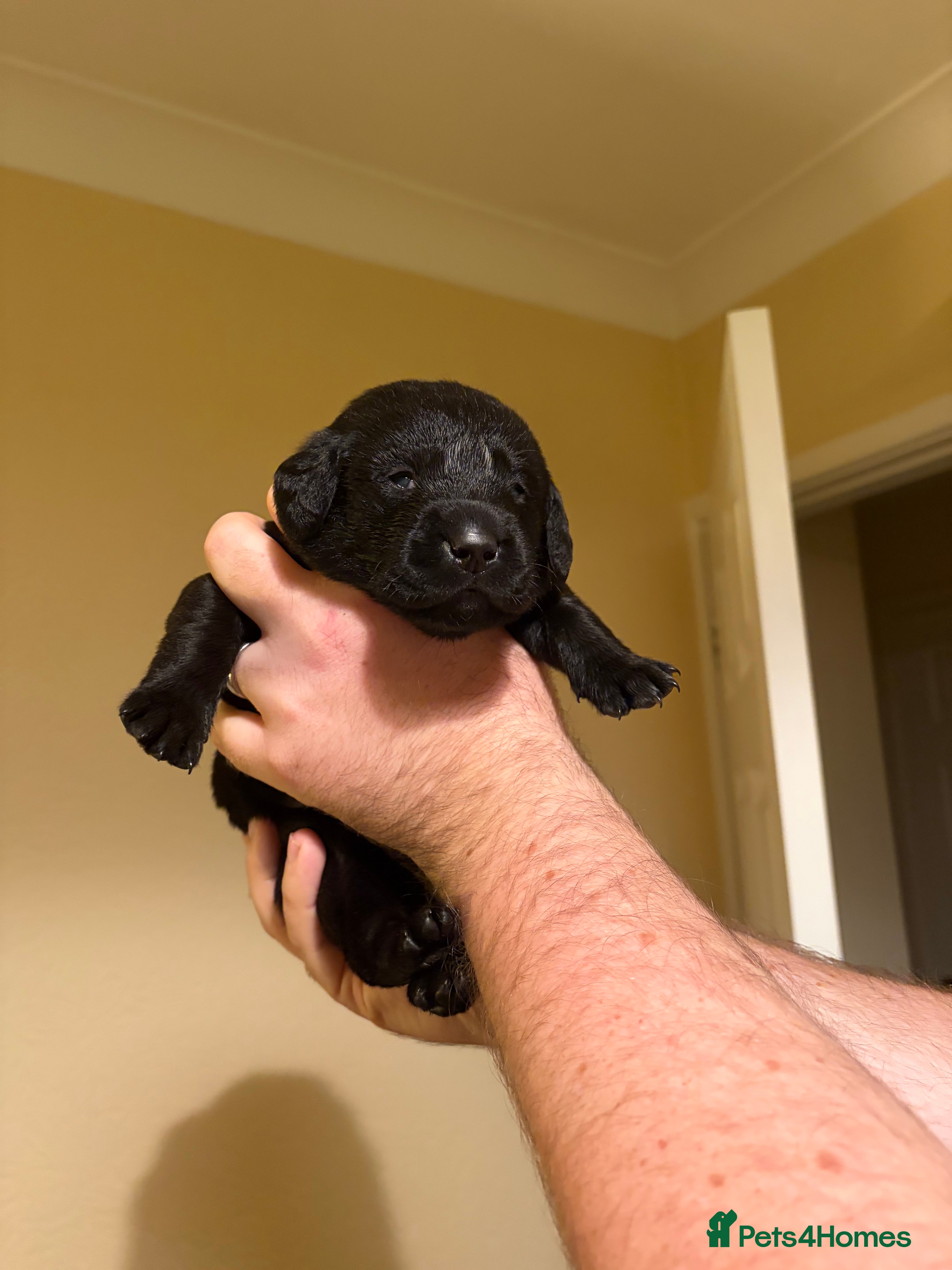 Labrador Retriever dogs Black Labrador Puppies for sale - Cornwall - Advert 7