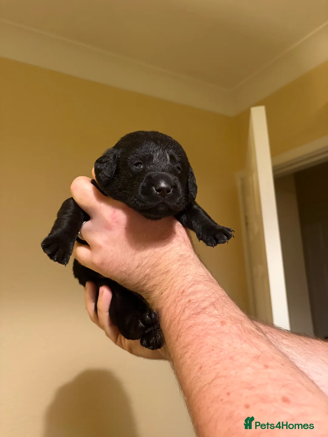 Labrador Retriever dogs for sale: Black Labrador Puppies for sale - Cornwall - Advert 1