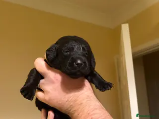 Labrador Retriever dogs Black Labrador Puppies for sale - Cornwall - Advert 1