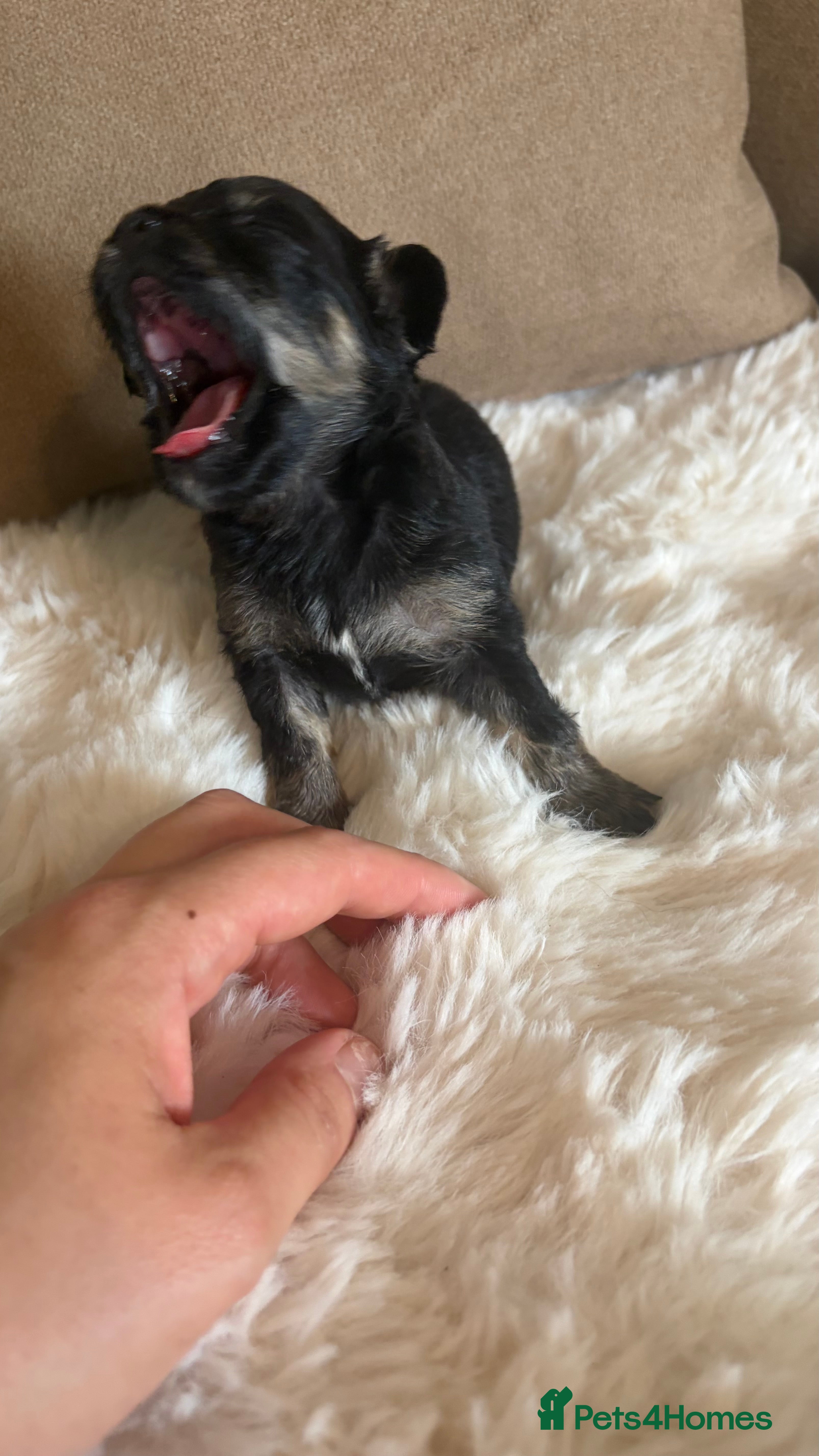 Chihuahua dogs 🐾 Adorable Chihuahua Puppies for Sale 🐾 - Advert 1