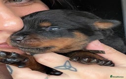 Rottweiler dogs for sale: AMAZING PEDIGREE REGISTERED ROTTWEILER PUPPIES - Image 10