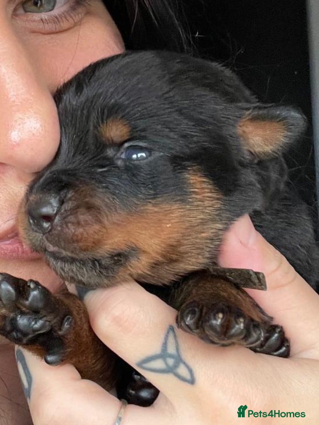 Rottweiler dogs for sale: AMAZING PEDIGREE REGISTERED ROTTWEILER PUPPIES - Image 10