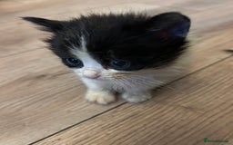 Mixed Breed cats for sale: Kittens available  - Image 11