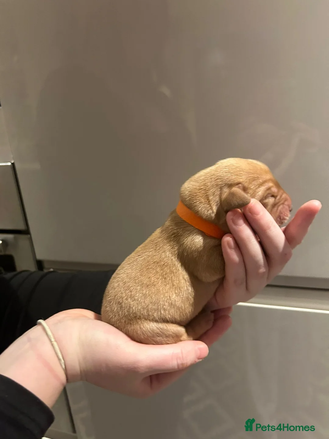 Labrador Retriever dogs for sale: 9 pups Only 4 left, All beautiful boys born 19/01 - Advert 7