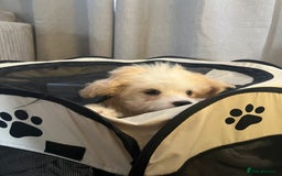 Mixed Breed dogs for sale: Maltichon Maltese x hi hon puppy  - Image 2