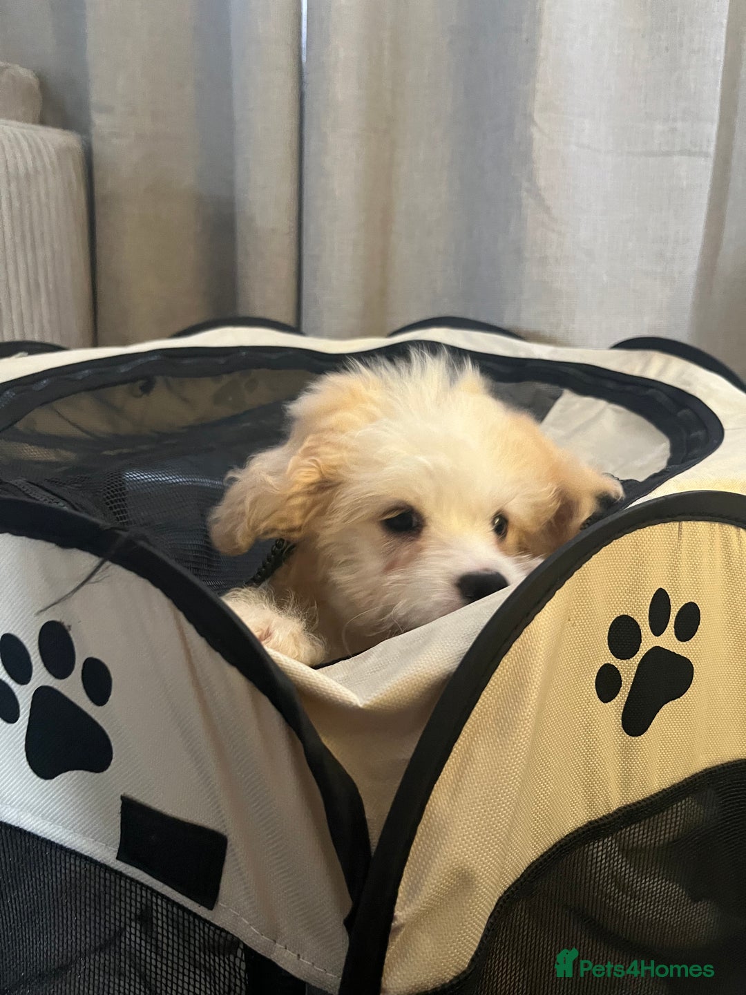 Mixed Breed dogs for sale: Maltichon Maltese x hi hon puppy  - Image 2