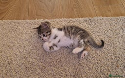 Bengal cats for sale: 4 bengal cross tabby kittens  - Image 6