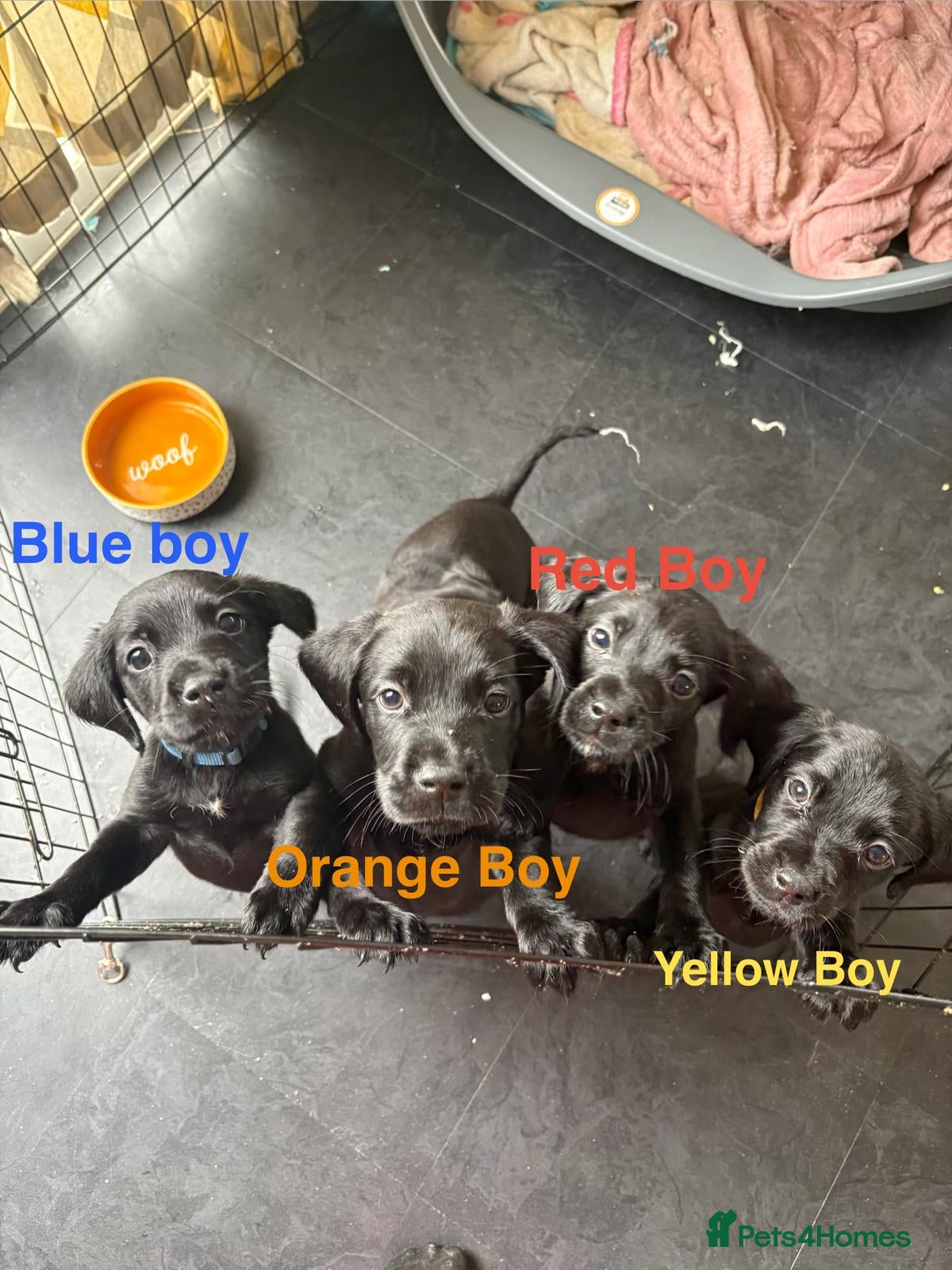 Cockerdor dogs Cockerdor Labrador Cocker spaniel puppies puppy  - Advert 2