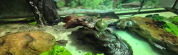 Turtle reptiles for sale: Painted turtles for sale - Advert 14