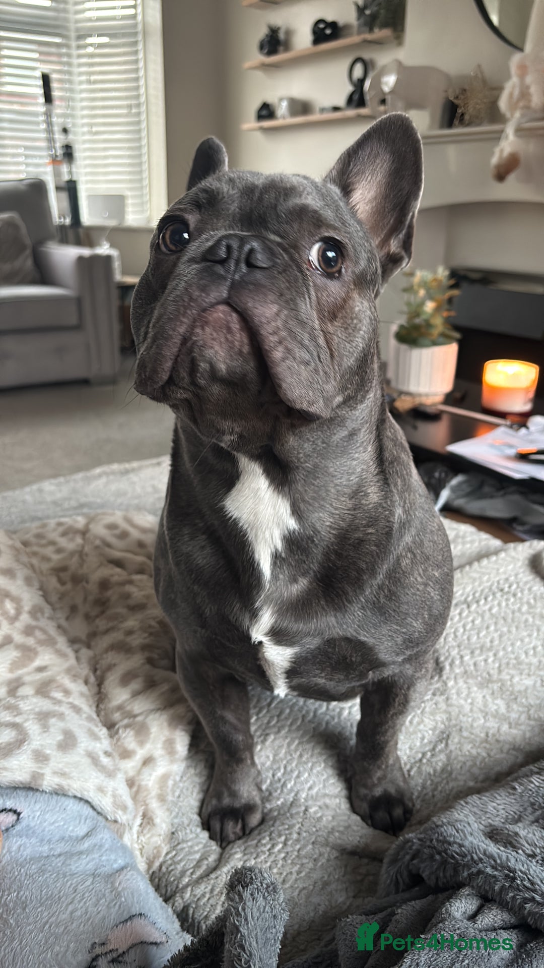 French Bulldog dogs for sale: 9 Month Old French Bulldog for Sale  - Advert 6