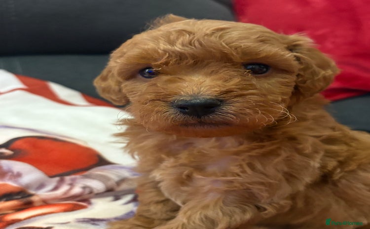 Jackapoo dogs 1 gorgeous F1b Jackapoo Boy!  - Advert 8