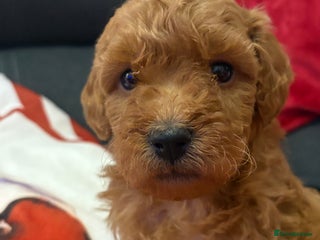 Jackapoo dogs 1 gorgeous F1b Jackapoo Boy! - Advert 14