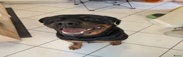 Rottweiler dogs for sale: KC Registered Rottweiler Puppies in Stoke-on-Trent - Advert 1