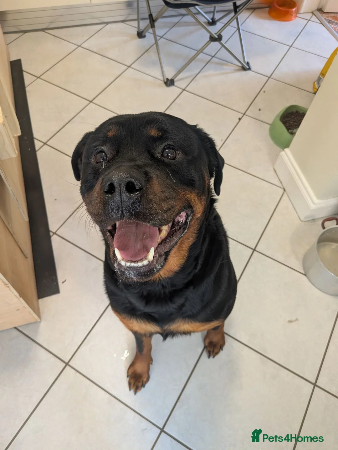 Rottweiler dogs for sale: KC Registered Rottweiler Puppies in Stoke-on-Trent - Advert 1