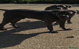 Cane Corso dogs for sale: Beautiful Blue Cane Corso Girls Ready Now - Image 13