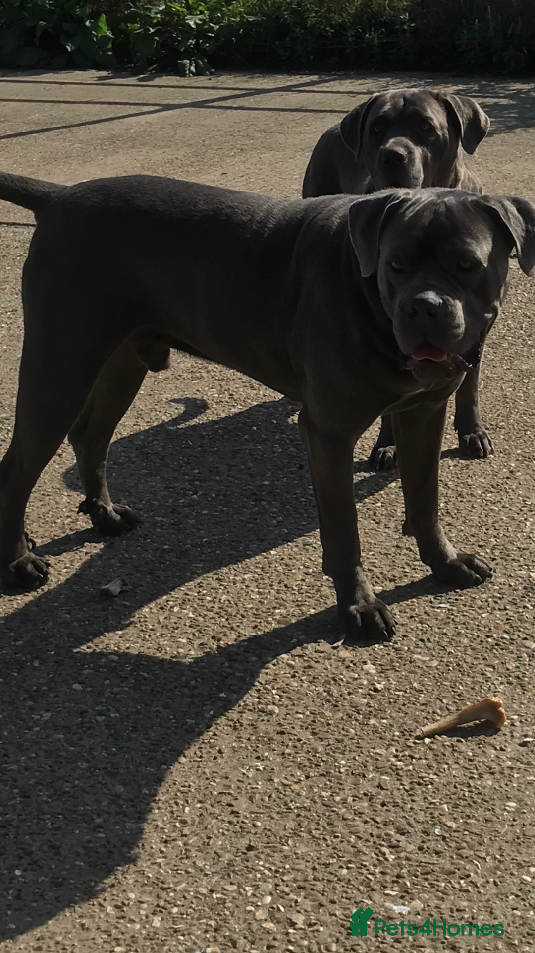 Cane Corso dogs for sale: Beautiful Blue Cane Corso Girls Ready Now - Image 13