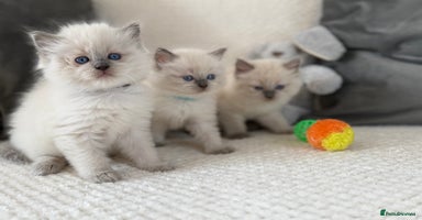 Ragdoll cats - Advert 7