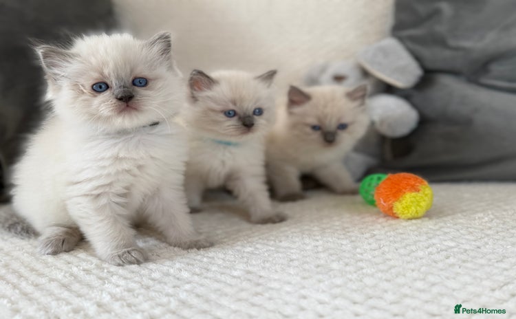 Ragdoll cats - Advert 15