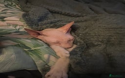 Sphynx cats for sale: ** For Adoption ** Sphynx Cats - Image 1