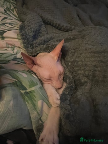 Sphynx cats - Advert 4