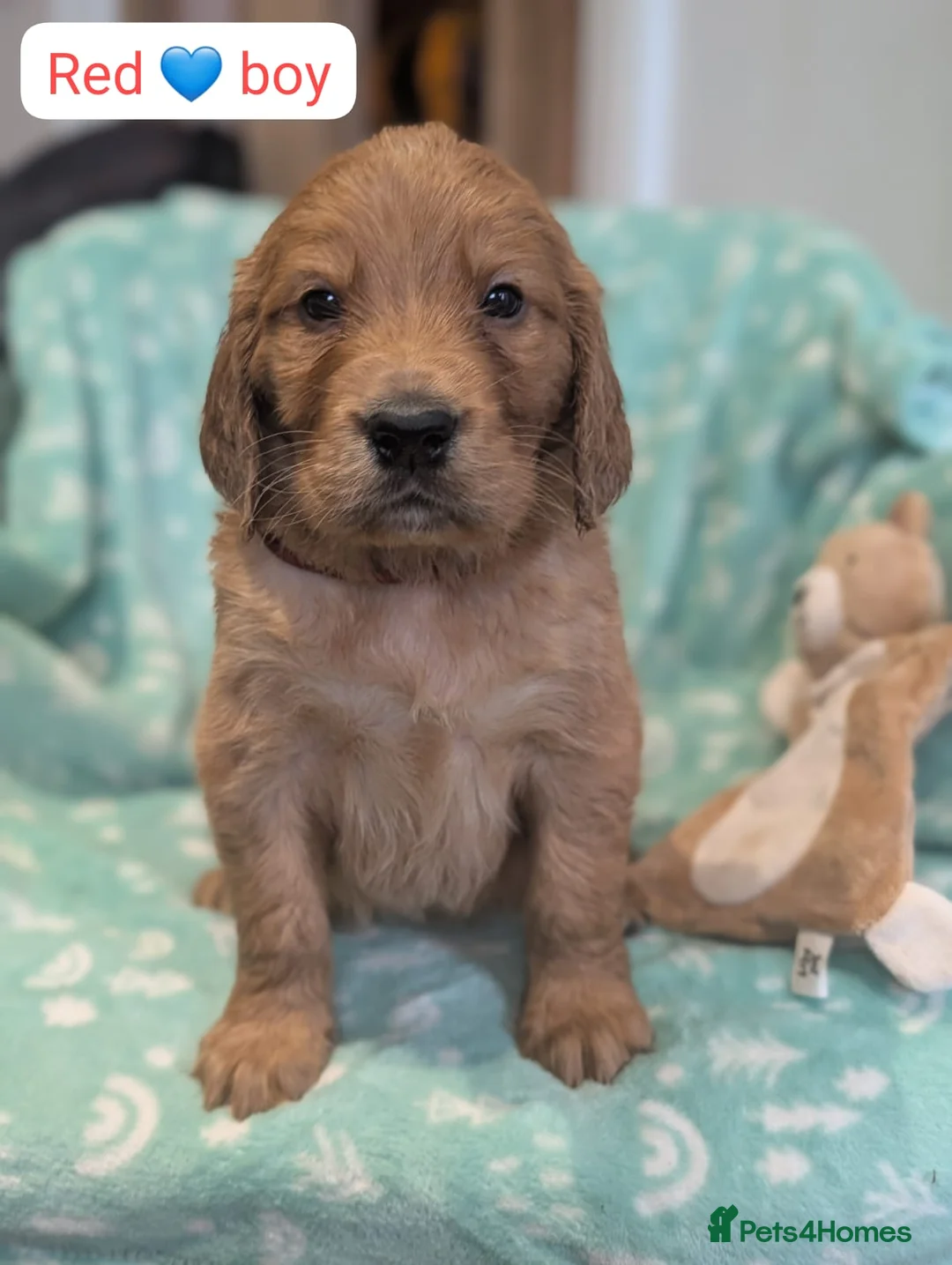 Mixed Breed dogs for sale: Golden Retriever x Irish Setter puppies!! SO CUTE! - Advert 15