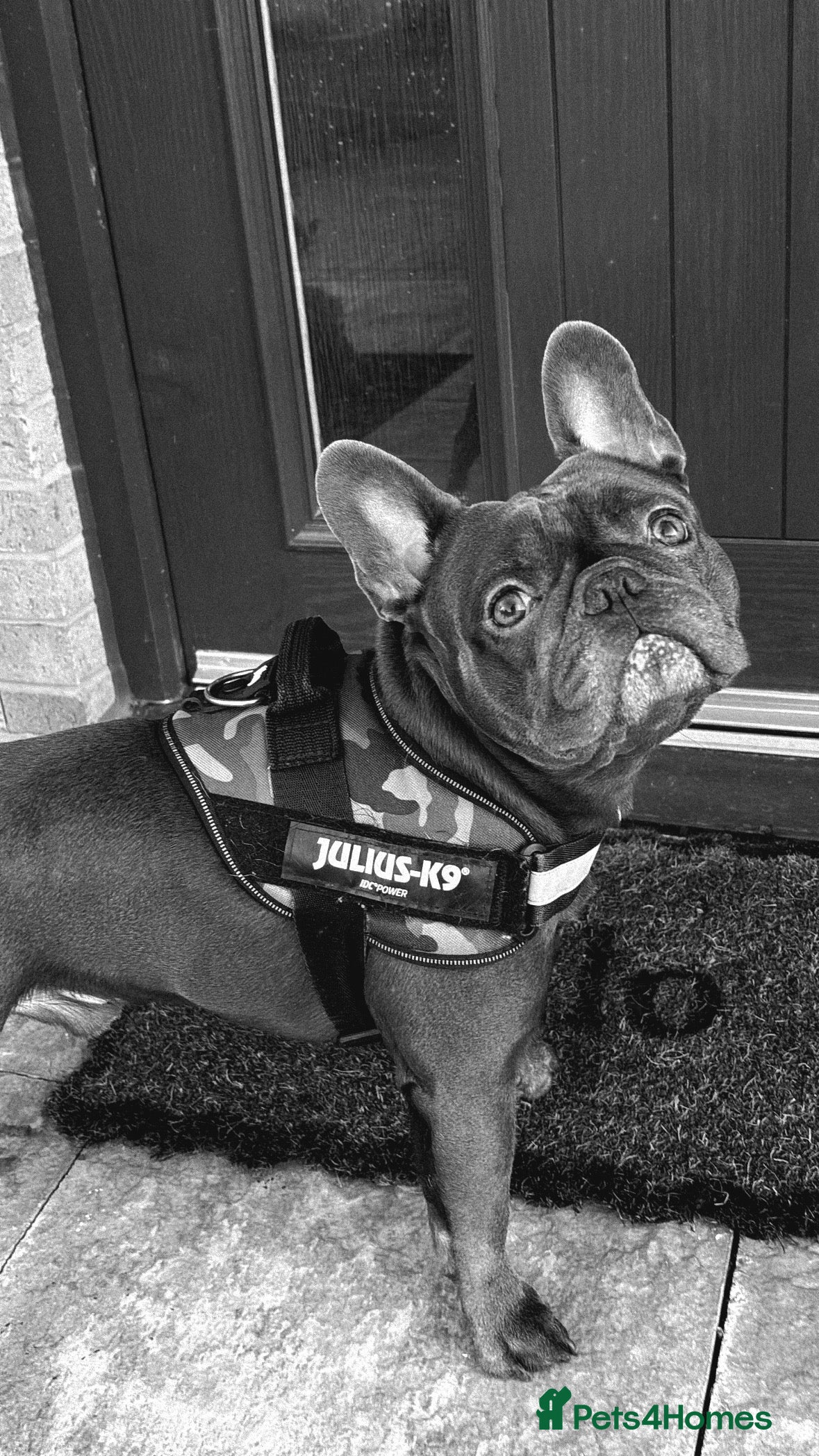 French Bulldog dogs 4 Year Old Blue French Bulldog - Enzo  - Advert 1