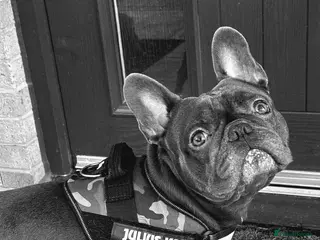 French Bulldog dogs 4 Year Old Blue French Bulldog - Enzo - Advert 1