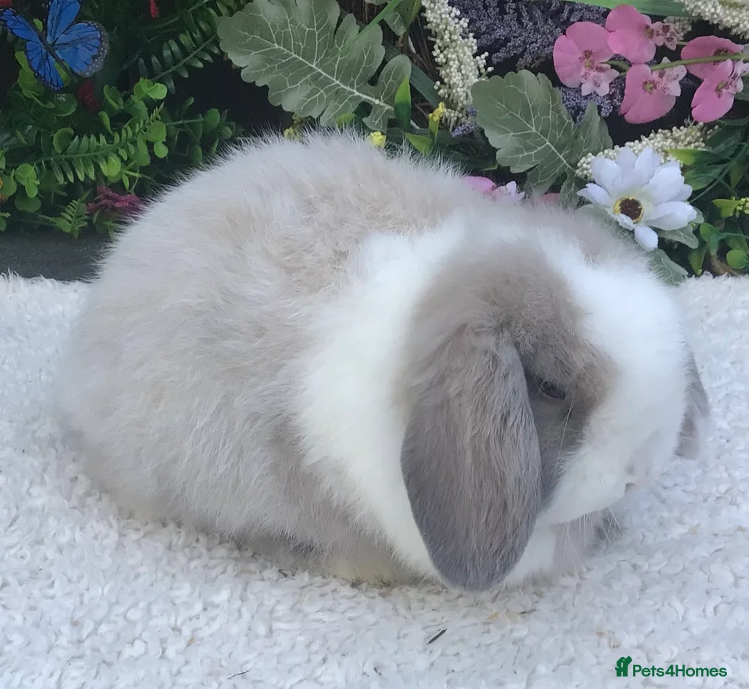 Mini Lop rabbits for sale: Mini lop buck - Advert 7