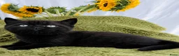 Persian cats for sale: Last gorgeous Himalayan persian kitten  - Advert 8