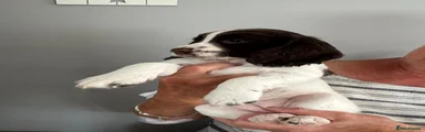 Cocker Spaniel 2