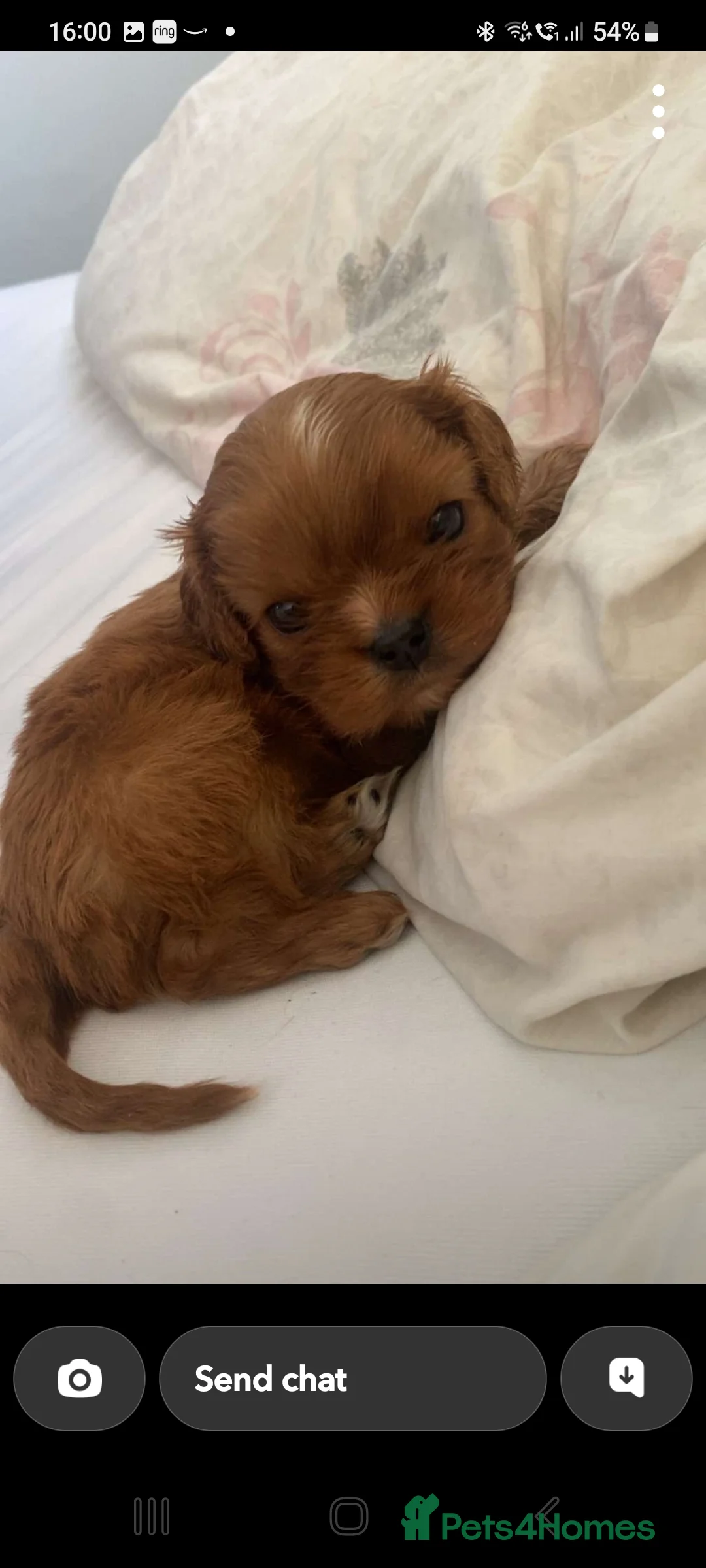 Cavalier King Charles Spaniel dogs for sale: Stunning Ruby Cavalier King Charles Spaniel - Advert 1