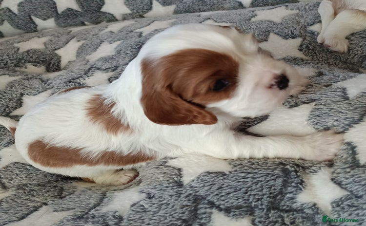 Cavalier King Charles Spaniel dogs - Advert 13