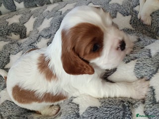 Cavalier King Charles Spaniel dogs - Advert 24