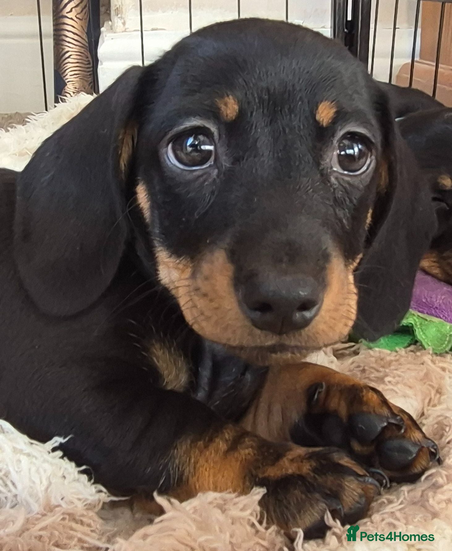 Miniature Dachshund dogs Miniature Dachshund puppies Last 2 READY NOW 🏡 - Advert 12