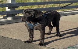 Cane Corso dogs for stud: Stud dog  - Image 1
